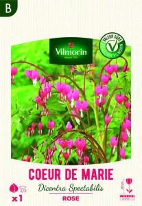 Cœur de Marie Dicentra spectabilis Rose (x1)